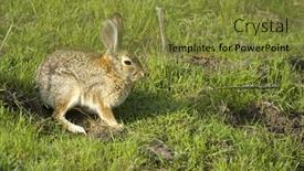  Presentation with rabbit - Presentation enhanced with rabbit-sitting-sunny-it-s background and a tawny brown colored foreground