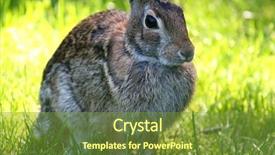  Presentation with rabbit - Amazing PPT theme having rabit - rabbit backdrop and a tawny brown colored foreground