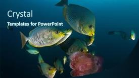  Presentation with jellyfish - PPT theme with rabbitfish-fish-eating-jellyfish-underwater background and a ocean colored foreground
