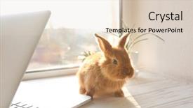  Presentation with rabbit - Amazing slide deck having rabbits - cute funny rabbit and laptop backdrop and a lemonade colored foreground