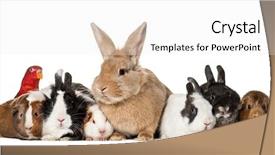  Presentation with parrot - Slide set consisting of rabbits guinea pigs and chattering background and a white colored foreground