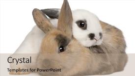  Presentation with two paths - Beautiful PPT theme featuring rabbits in front of white backdrop and a coral colored foreground
