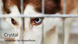  Presentation with rabies - Audience pleasing PPT theme consisting of rabies - angry or ill dog backdrop and a  colored foreground