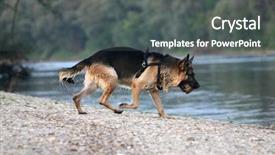  Presentation with rabies - Beautiful slides featuring rabies - german shepherd on the shore backdrop and a dark gray colored foreground
