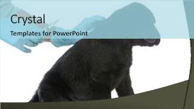  Presentation with rabies - PPT theme enhanced with rabies - labrador retriever puppy getting vaccinated background and a light blue colored foreground