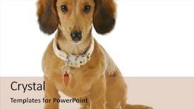  Presentation with rabies - Theme with rabies - puppy wearing collar and dog background and a gold colored foreground