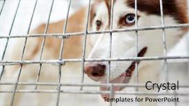  Presentation with rabies - PPT theme consisting of rabies - siberian husky dog behind bars background and a light gray colored foreground