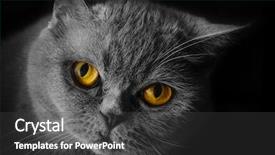  Presentation with rabies - Presentation design consisting of rabies - wicked yellow-eyed cat background and a dark gray colored foreground