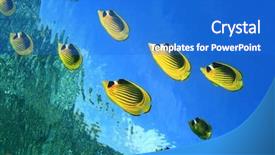  Presentation with fishes - Audience pleasing presentation consisting of raccoon butterfly fishes backdrop and a cobalt blue colored foreground