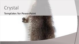  Presentation with i know - Audience pleasing theme consisting of raccoon-getting-to-know backdrop and a white colored foreground