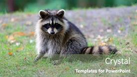  Presentation with canada - Cool new slide set with raccoon in park in montreal canada backdrop and a seafoam green colored foreground