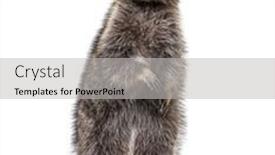  Presentation with brown sugar isolated on white - Presentation theme featuring raccoon-on-hind-legs-isolated background and a light gray colored foreground