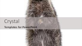  Presentation with camera - Amazing PPT theme having raccoon-on-hind-legs-looking backdrop and a light gray colored foreground