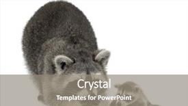  Presentation with baby shower gender reveal balloons - Slides consisting of raccoonand her baby - procyon lotor background and a gray colored foreground