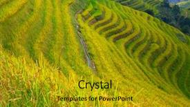  Presentation with rice terraces - Slides consisting of rachis - longsheng rice terraces dragon's backbone background and a gold colored foreground