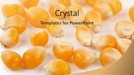  Presentation with corn - Slide deck consisting of raci - corn seeds background and a  colored foreground