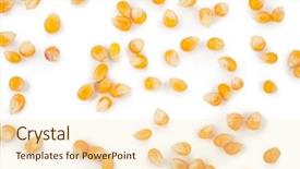  Presentation with corn - PPT layouts with raci - corn seeds background and a  colored foreground