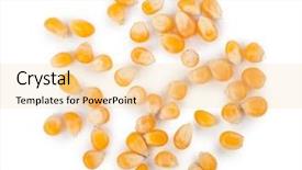  Presentation with corn - Cool new theme with raci - corn seeds backdrop and a  colored foreground