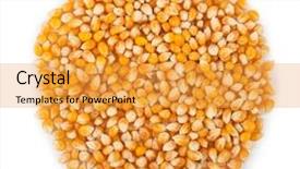  Presentation with corn - Audience pleasing presentation theme consisting of raci - corn seeds backdrop and a  colored foreground