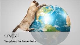  Presentation with globe award - Slide set consisting of raci - image of siamese cat playing background and a light gray colored foreground