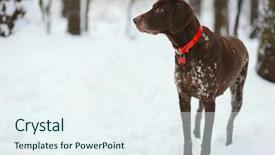  Presentation with winter forest - Beautiful theme featuring raci - lonely dog with red collar backdrop and a sky blue colored foreground