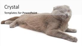  Presentation with fold - Amazing PPT theme having raci - scottish-fold cat backdrop and a  colored foreground