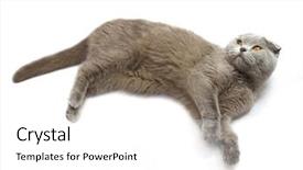  Presentation with fold - Presentation theme featuring raci - scottish-fold cat background and a  colored foreground