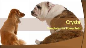  Presentation with racial - Theme consisting of racial profiling - long haired dachshund and english background and a red colored foreground