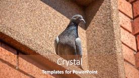  Presentation with racing - Theme with racing-pigeon-on-the-window background and a red colored foreground