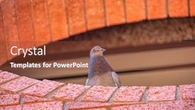  Presentation with racing - PPT theme consisting of racing-pigeon-on-the-window background and a tawny brown colored foreground