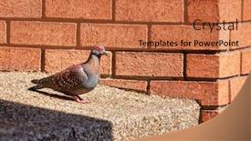  Presentation with racing - Beautiful slides featuring racing-pigeon-on-the-window backdrop and a red colored foreground