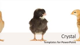  Presentation with yellow and black - Colorful PPT layouts enhanced with racism babies - four yellow chicks and one backdrop and a coral colored foreground