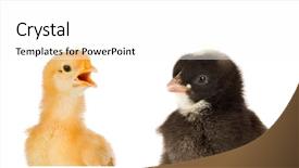 Presentation with racism - PPT theme enhanced with racism babies - two chickens yellow and black background and a white colored foreground