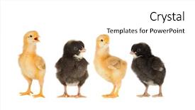  Presentation with black yellow - PPT theme consisting of racism babies - two yellow chickens background and a white colored foreground