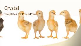  Presentation with black and yellow - Amazing slide set having racism babies - yellow chickens looking at one backdrop and a cream colored foreground