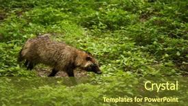  Presentation with racoon - Theme with racoon dog in the forest background and a tawny brown colored foreground