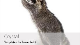  Presentation with racoon - Colorful PPT layouts enhanced with racoon-on-hind-legs-trying backdrop and a light gray colored foreground