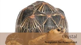  Presentation with tortoise - Audience pleasing PPT theme consisting of radiated-tortoise-and-baby-astrochelys backdrop and a coral colored foreground