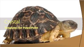  Presentation with tortoise - Beautiful PPT theme featuring radiated-tortoise-astrochelys-radiata-3 backdrop and a tawny brown colored foreground