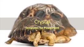  Presentation with tortoise - Cool new slides with radiated-tortoise-astrochelys-radiata-3 backdrop and a violet colored foreground