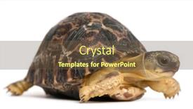  Presentation with tortoise - Theme enhanced with radiated-tortoise-astrochelys-radiata-3 background and a tawny brown colored foreground