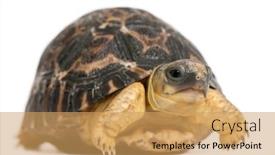  Presentation with tortoise - Amazing PPT layouts having radiated-tortoise-astrochelys-radiata-3 backdrop and a yellow colored foreground