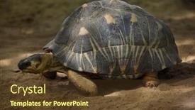 Presentation with tortoise - Amazing slides having radiated-tortoise-astrochelys-radiata-wildlife backdrop and a tawny brown colored foreground