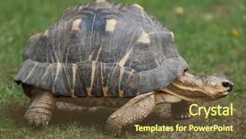  Presentation with tortoise - Theme having radiated tortoise astrochelys radiata wildlife background and a tawny brown colored foreground