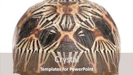  Presentation with tortoise - Presentation theme enhanced with radiated-tortoise-astrochelys-radiata background and a violet colored foreground