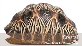  Presentation with tortoise - Audience pleasing PPT layouts consisting of radiated-tortoise-astrochelys-radiata backdrop and a violet colored foreground