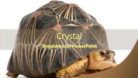  Presentation with tortoise - Slide deck with radiated-tortoise-astrochelys-radiata background and a violet colored foreground