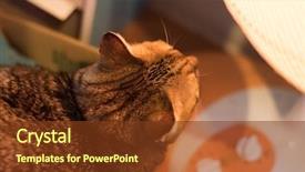  Presentation with cat - Presentation having radiation aging - tabby cat using heating radiator background and a  colored foreground