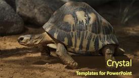  Presentation with tortoise - Beautiful theme featuring radioation - radiated tortoise astrochelys radiata wildlife backdrop and a tawny brown colored foreground