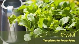 Presentation with vegetable garden - Audience pleasing presentation theme consisting of radish and salad in container backdrop and a tawny brown colored foreground